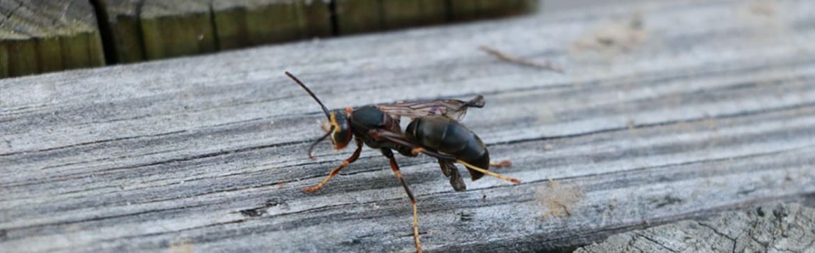Are Wood Fences Safe Against Insects?