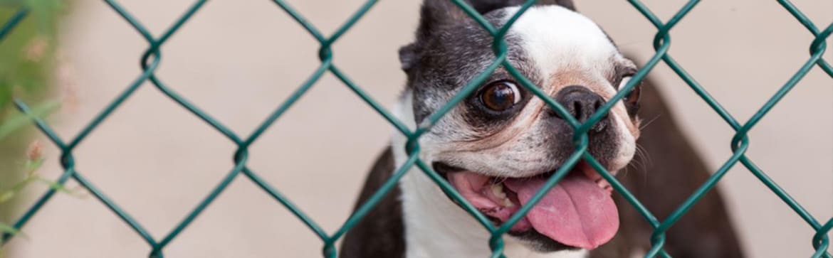 Are Chain Link Fences Good For Dogs? Yes, Here’s 5 Reasons Why